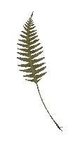Plants.plante.plant.feuille.leaf.Victoriabea - Безплатен анимиран GIF