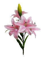 pink flower-fleur lys