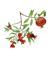 pomegranate fruit bp - png grátis