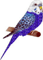 birds budgerigar bp - Gratis animerad GIF