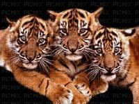 tigris - png gratis