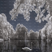 animated background black white swan - GIF animé gratuit