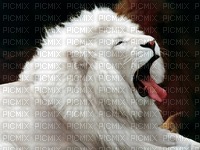 LionBlanc - darmowe png