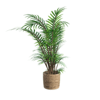 plant, kasvi - ilmainen png