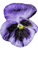 Purple Flower Pansy