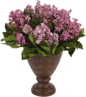 Bloemen en Planten - png gratuito
