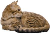 gala animals cat - безплатен png