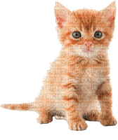 Kaz_Creations  Cats Cat Kittens Kitten - bezmaksas png