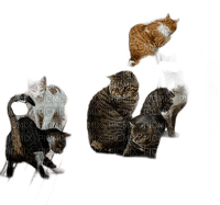 animalss cats nancysaey - 無料png