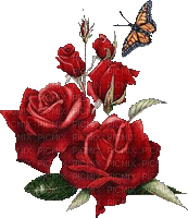 Rose and butterflies - Free animated GIF