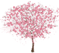 Cherry Blossom Tree - png ฟรี
