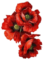 fleur pavots - nemokama png