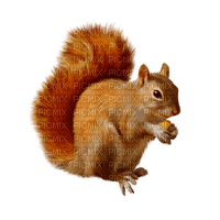 Kaz_Creations Animals Squirrels Squirrel - png gratuito