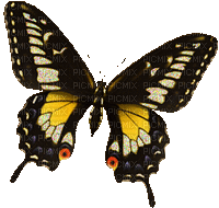 BUTTERFLY - Free animated GIF