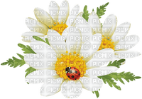 Kaz_Creations Deco Flowers Ladybug - PNG gratuit
