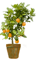 Kaz_Creations Deco Fruit Plant - безплатен png