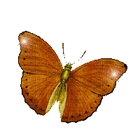 butterfly- papillon-brillant-ciel - Nemokamas animacinis gif