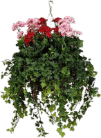 cesta flores colgante   dubravka4 - ücretsiz png
