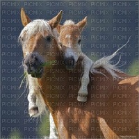 chevaux - gratis png