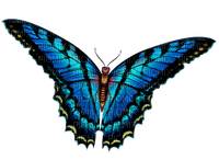 All  my butterflys - png gratis