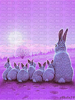 coelhos - GIF animado grátis