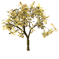 Àrbol de otoño - Безплатен анимиран GIF