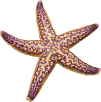 Kaz_Creations Starfish - zdarma png