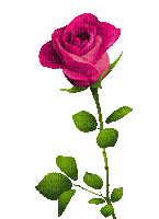 Rosa - Zdarma animovaný GIF