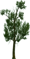 puu, tree - бесплатно png