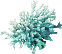 coral reef Bb2 - zadarmo png