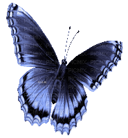 Y.A.M._Summer butterfly blue - GIF animado grátis