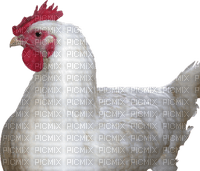 Kaz_Creations Chicken - png gratuito