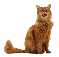 meowing cat - δωρεάν png