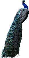 Peacock - ücretsiz png