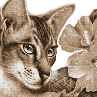 Y.A.M._Art Fantasy cat sepia - ingyenes png