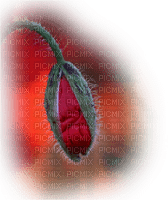 coquelicot - Free PNG