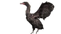 Птицы - Ingyenes animált GIF