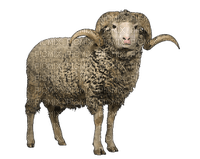 Kaz_Creations Sheep - gratis png