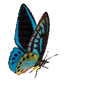 ♡§m3§♡ 8fra kawaii butterfly animated blue - GIF animado gratis