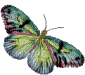 Papillon - Nemokamas animacinis gif