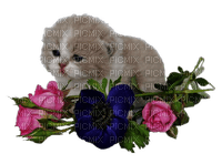 Kaz_Creations Cats Kittens Cat Kitten Flowers - zadarmo png