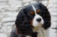 Cavalier King Charles - δωρεάν png