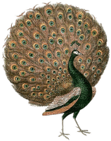 Peacock - 無料png