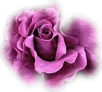 rose violette.Cheyenne63 - darmowe png