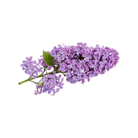 kikkapink deco scrap lavender flowers purple - png ฟรี