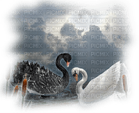 Kaz_Creations Swans Birds - Free PNG
