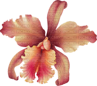orchids pink bp - 無料png