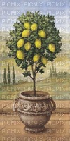 Zitronenbaum - ingyenes png
