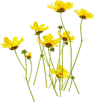 Yellow Flowers.Fleurs.Garden.Victoriabea - PNG gratuit
