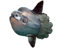mola mola - PNG gratuit
